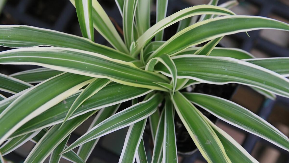 Хлорофитум