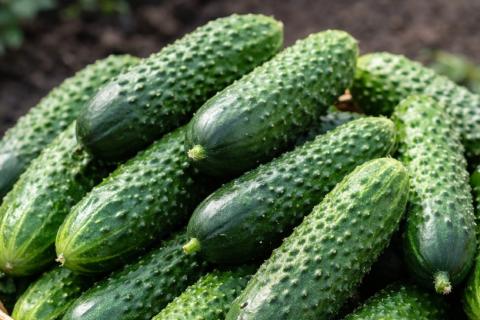 Пряные огурцы настаиваются в маринаде за ночь — шеф Лиховодов