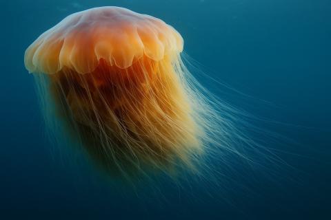 Самое длинное животное на Земле — ядовитая медуза длиной до 40 метров