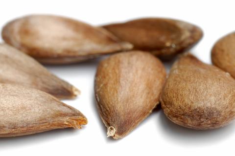 Зимняя покупка семян даёт до 50 % выгоды — агрономы