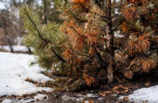 Руки прочь от лопаты: мартовская суета превращает плодородный сад в безжизненную пустыню