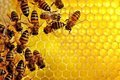 Почему пчелы вымирают? Почему пчелы вымирают?