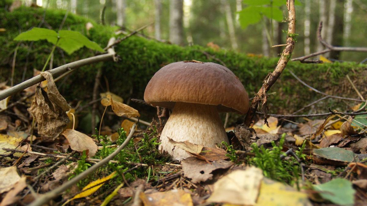 Боровик едулисный