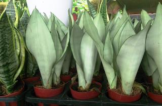 Одно растение не добавит кислорода: что на самом деле улучшит микроклимат в доме