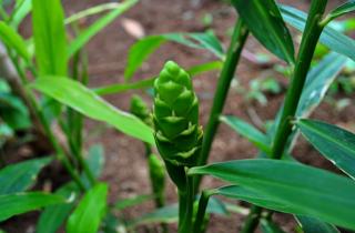 Садовод Воронова: имбирь, лавр и перец спокойно растут и плодоносят дома