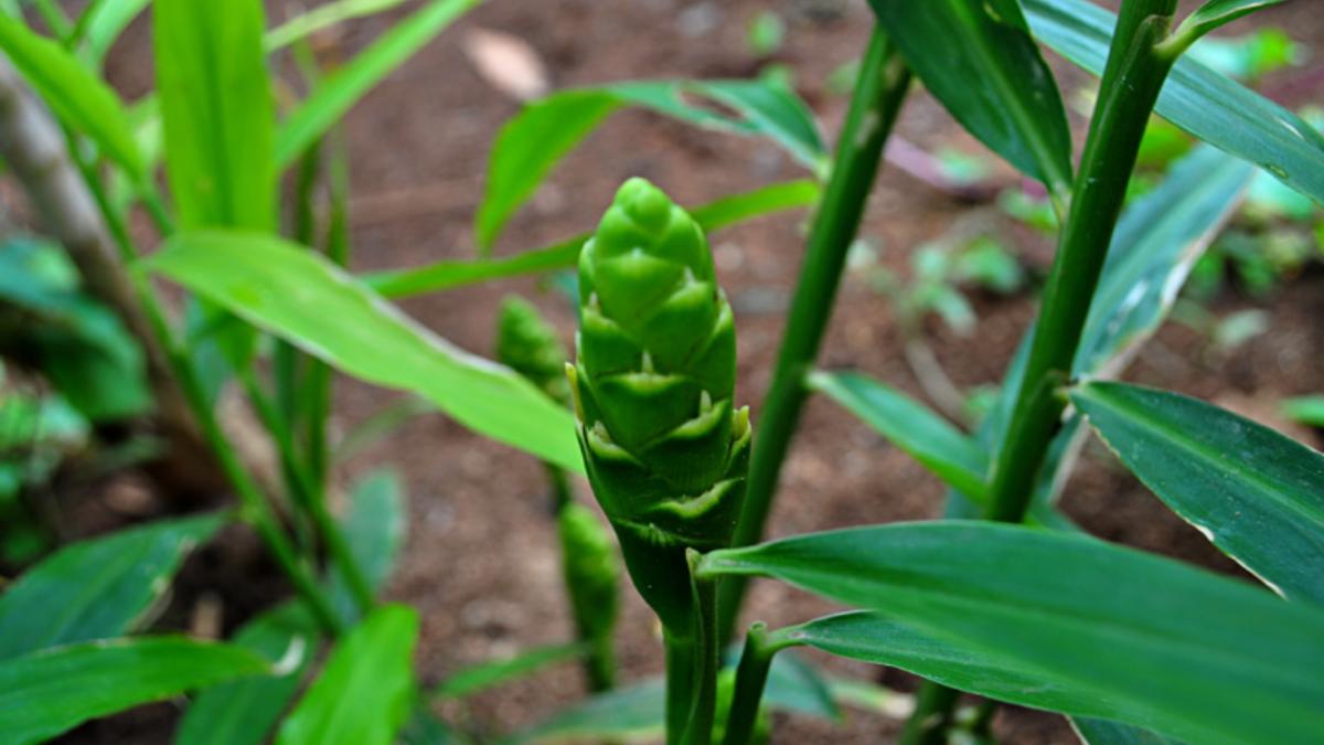 растение и цветок имбиря