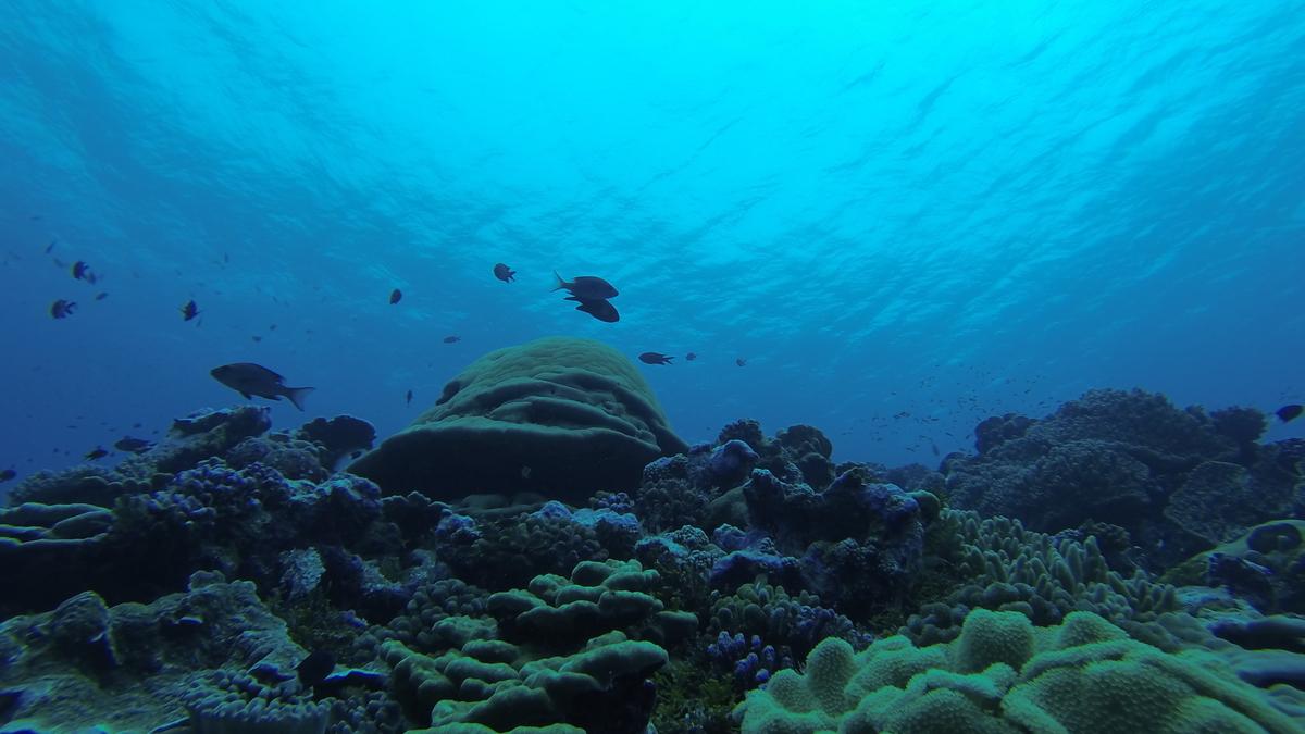 На дне моря На дне моря