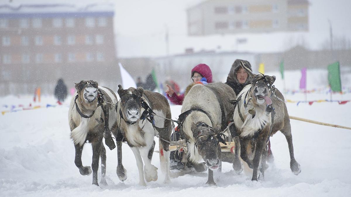 Оленья упряжка