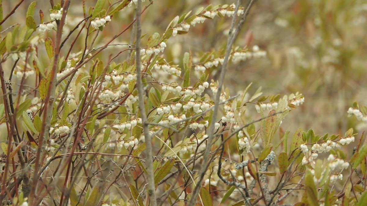Мирт болотный Лачужские озера