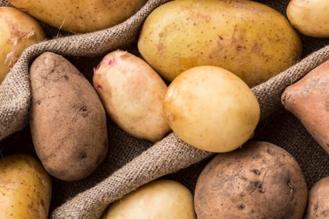 Идеальная температура хранения картофеля равна +2…+4 °C — овощеводы