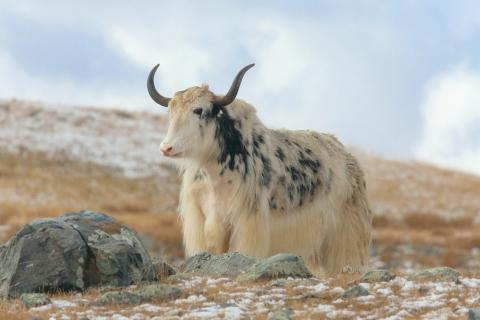 Учёные КНР создали клонированного яка с заданными параметрами — вес новорождённого 33,5 кг