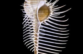 Доктор Сукеник: в Древнем Риме подделывали пурпур с помощью растительных красок