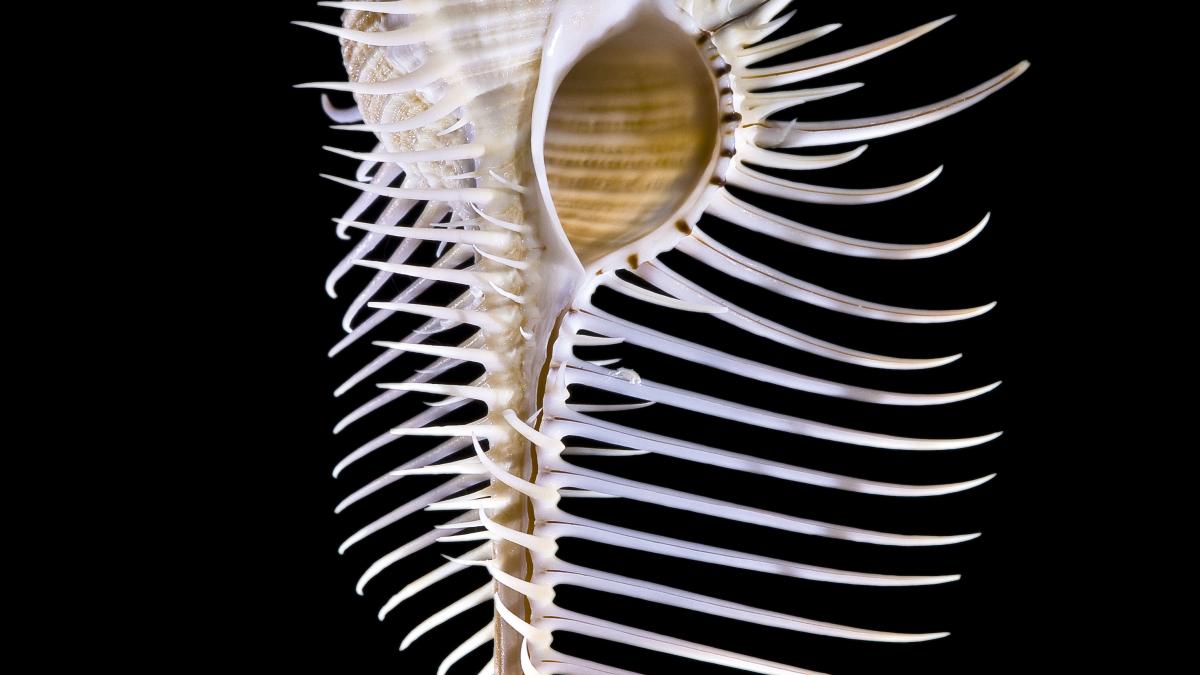 раковина улитки мурекс