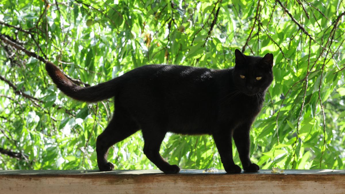 Черная кошка Черная кошка