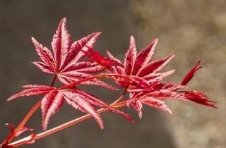 Японский клён создаёт мягкую тень на маленьком балконе