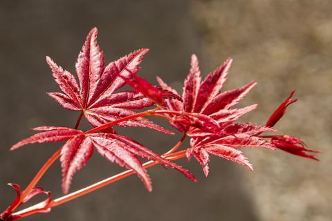 Японский клён создаёт мягкую тень на маленьком балконе