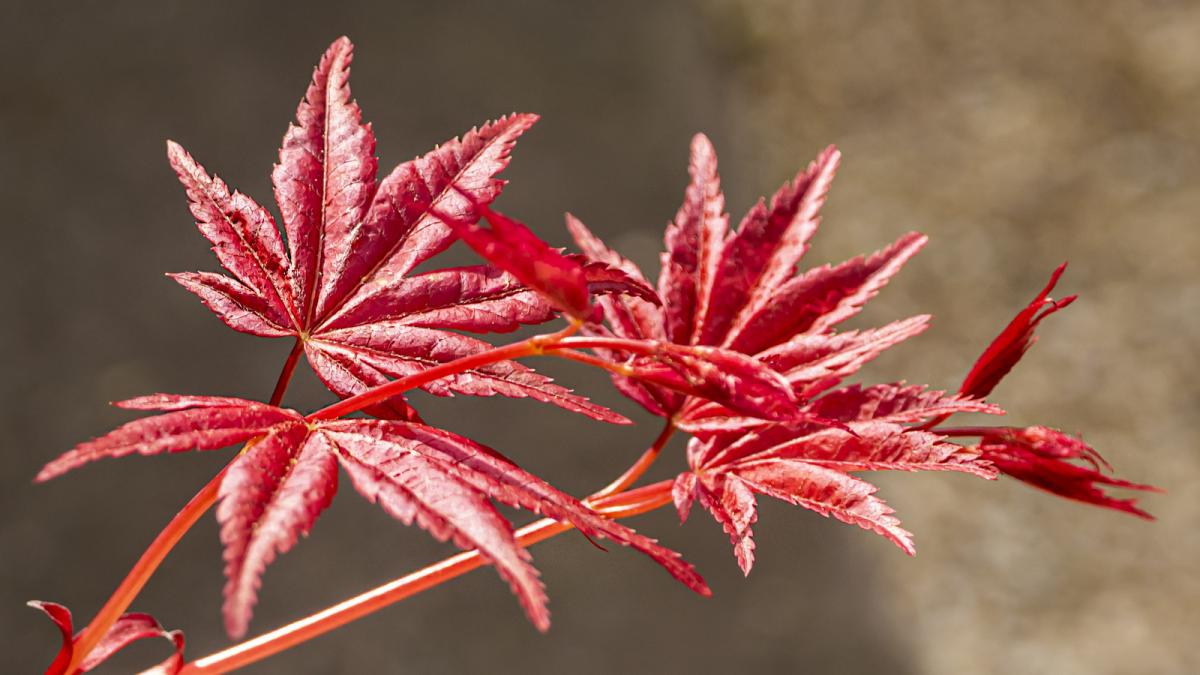 японский клен