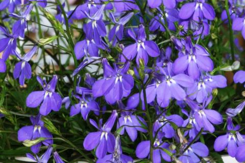 Январский посев ускорил цветение лобелии к началу лета — Антонов сад