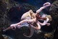 Осьминог - голубая кровь океана Осьминог - голубая кровь океана