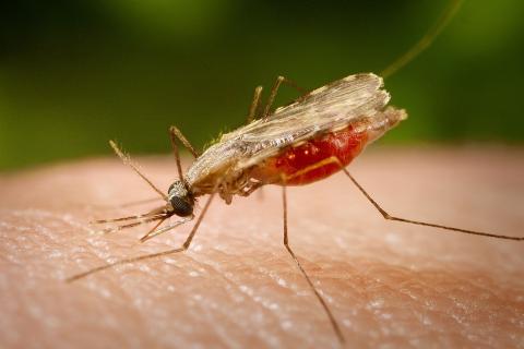 комар Anopheles minimus