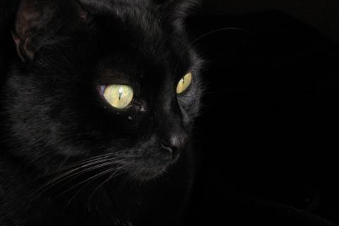 Животное, которого не существует, растерзало овцу: чем опасна встреча с британской черной кошкой