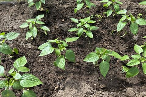 Посев перца в январе ускоряет созревание поздних сортов — Антонов сад