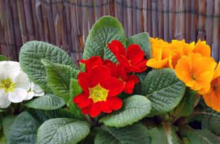 Ешьте весну ложками: популярные первоцветы оказались не только красивыми, но и съедобными