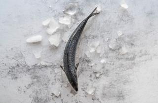 Биолог Шон Б. Кэрролл: ледяные рыбы живут без гемоглобина и имеют бесцветную кровь