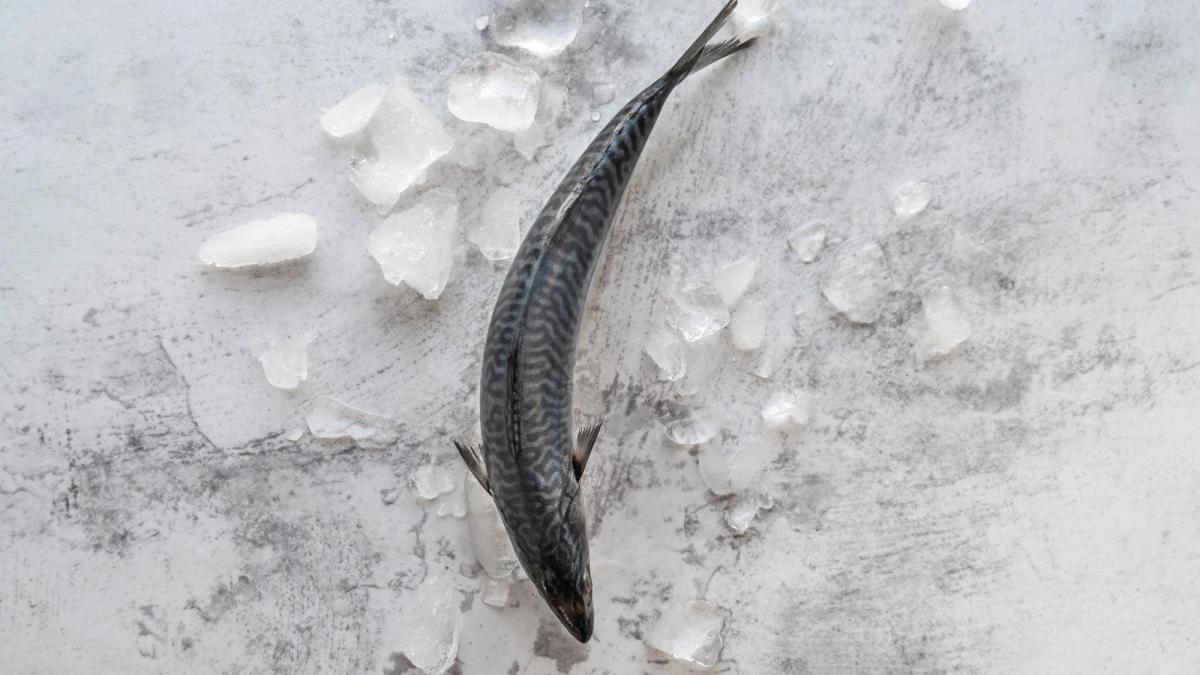 ледяная рыба