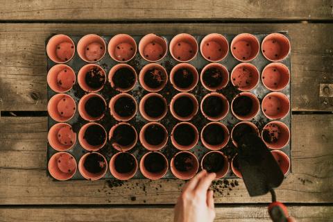 Январский посев запускает раннее цветение петунии и лобелии — Антонов сад