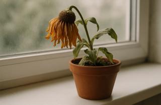 Мороз снаружи, а цветы вянут в комнате? Главная ошибка зимнего ухода за растениями