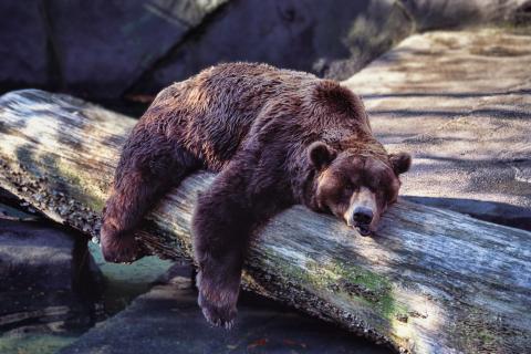 В Висконсине медведицу спасли от пластиковой банки на голове