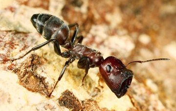 Взрывающиеся муравьи убивают врагов и самих себя