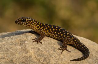 Белок FGF8 восстановил сустав пальца у млекопитающих — биолог Доусон