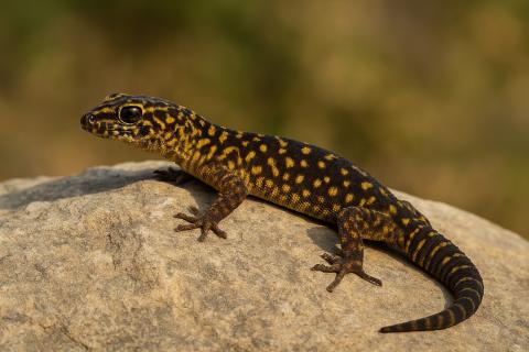 Белок FGF8 восстановил сустав пальца у млекопитающих — биолог Доусон