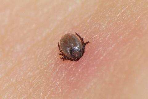 Клещи на горизонте: как изменился статус Карелии в опасном списке Роспотребнадзора