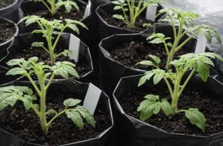 Не сажайте в готовое: дезинфекция почвы как залог наличия здоровых и крепких всходов