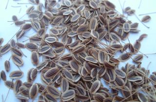 Семена не заглубляют глубже рекомендованной нормы — агрономы