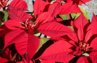 Рыхлый субстрат продлевает жизнь рождественской звезде