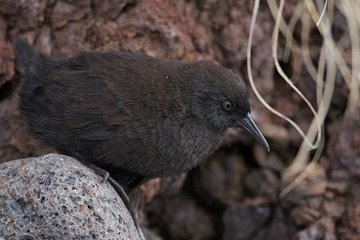 Загадки природы: как нелетающая птица добралась до острова Неприступный