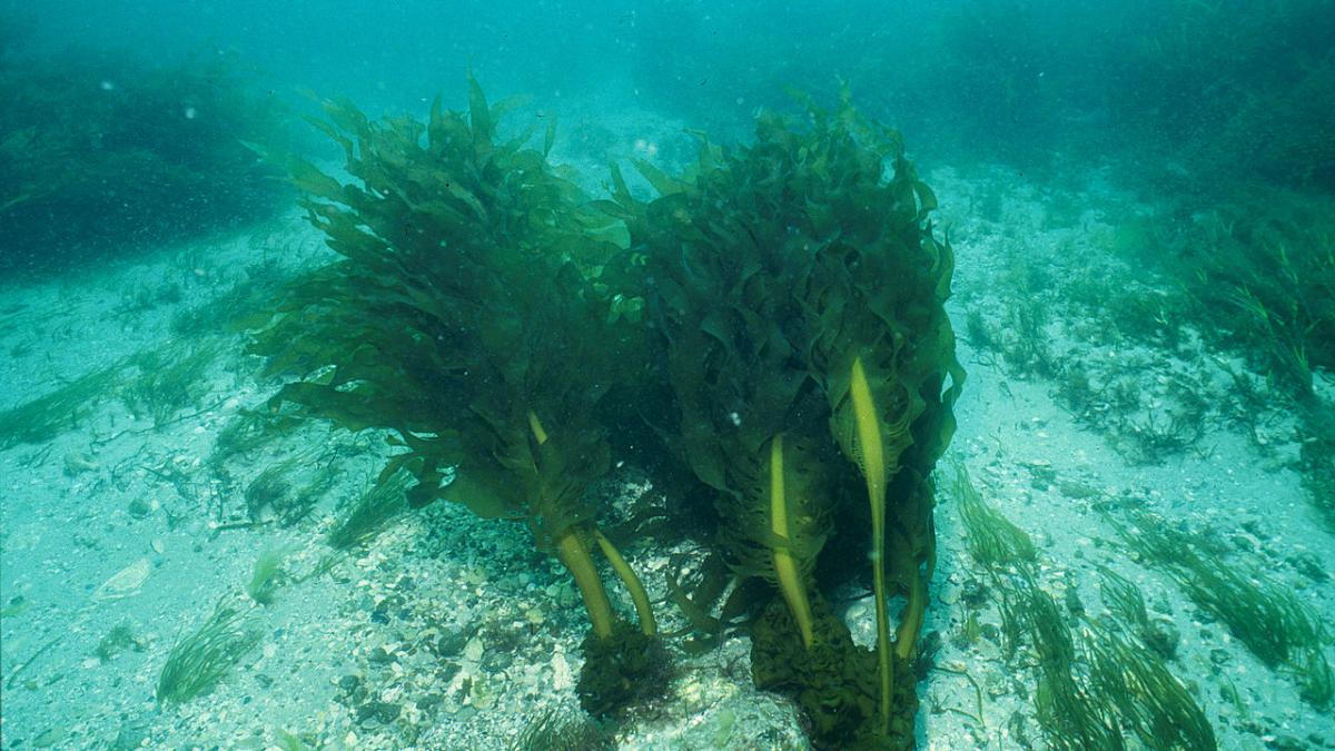 Морские водоросли Морские водоросли