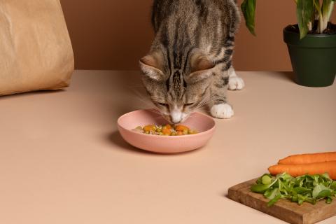 Учёные: паразит из кошки может менять поведение человека