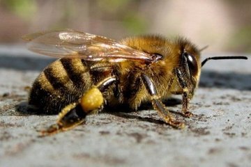 Что влияет на популяцию пчел?