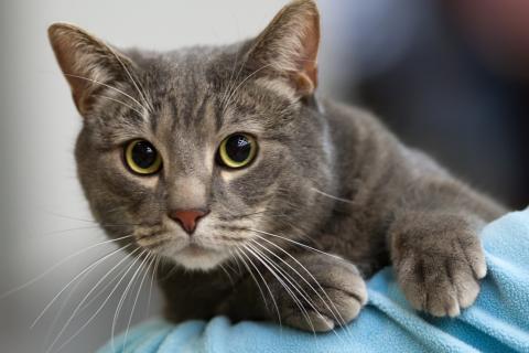 Кошка никуда не выходит, а защита все равно нужна: кого стоит бояться больше клещей Кошка никуда не выходит, а защита все равно нужна: кого стоит бояться больше клещей