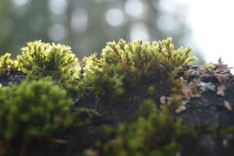 Что кладут под мох в Поморье, чтобы клубника не замёрзла даже в июне