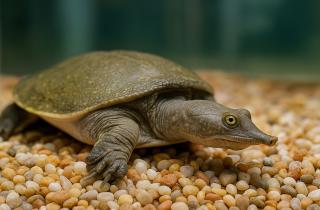 Новый вид пресноводной черепахи открыт в ЛНР сообщили исследователи ЗИН РАН