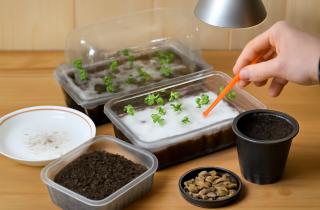 Названы оптимальные сроки посева овощей на рассаду — КП.ru.