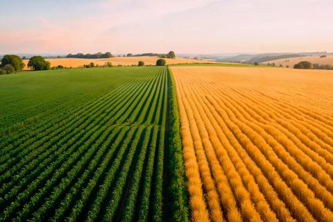 37 участников из Коми отлично написали аграрный диктант — Минсельхоз РК