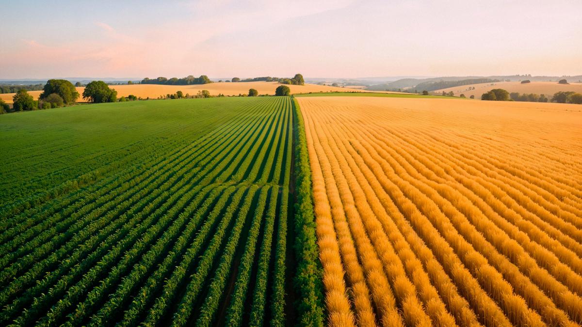 Разделенное поле зеленых и желтых культур