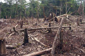 Вырубка лесов: насколько остро стоит проблема обезлесения?